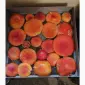 Сушені шляпки мухомора червоного (Amanita Muscaria) на продаж - фото № 1