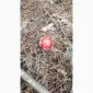Сушені шляпки мухомора червоного (Amanita Muscaria) на продаж - фото № 2