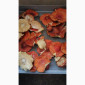 Сушені шляпки мухомора червоного (Amanita Muscaria) на продаж - фото № 6