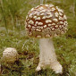 Куплю мухомор пантерный, красный. Куплю сушеные грибы - фото № 1