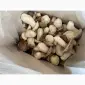 Продажа белых замороженных грибов первого сорта - фото № 1