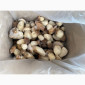 Гриби білі заморожені перший сорт осінь 2024р Закарпаття - фото № 5