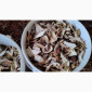 Сушені білі гриби першого сорту - фото № 1