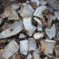 Сухие грибы - фото № 2