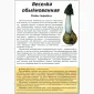 Гриб Веселка на продажу - фото № 5