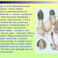Продам гриб веселку панну - фото № 7