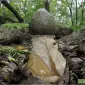 Мицелий веселки живой зерновой - фото № 1