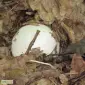 Мицелий веселки живой зерновой - фото № 12
