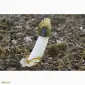 Мицелий веселки живой зерновой - фото № 4