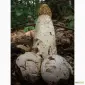 Міцелій веселки звичайної для домашнього вирощування - фото № 11