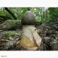 Міцелій веселки звичайної для домашнього вирощування - фото № 13