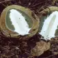 Міцелій веселки звичайної для домашнього вирощування - фото № 3