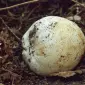 Міцелій веселки звичайної для домашнього вирощування - фото № 4