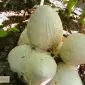 Міцелій веселки звичайної - висока якість - фото № 2