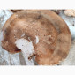 Продам трутовик березовий, або губку березову - фото № 6