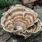Продам гриб-трутовик траметес разноцветный - фото № 4