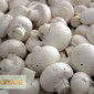 Шампіньони свіжі оптом на продаж - фото № 1
