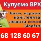 Врх, Корів, Коней, Лошат, Бичків, Телята На Мясо Та На Тримання, Корів, Коней, Лошат, Б - фото № 1