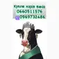 Цех закупит коров Быков баранов любой породы ярок!!! цена высокая - фото № 1