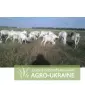 Козлята Зааненські: козочки і козлики. Козел племінний. Коза - фото № 1