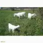 Козел дорослий робочий племінний: паровка - фото № 7