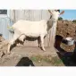 Зааненські кози - фото № 1
