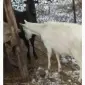Продам молодих зааненських кіз - фото № 3