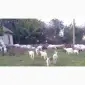 Продам молодих зааненських кіз - фото № 1