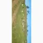 Продам коз і турбо козлів - фото № 2