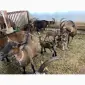 Продаємо козички та дорослі кози - фото № 3