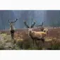 Куплю лосі косулі - фото № 2