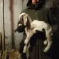 Продам процентних нубійських козочок від високовдійних кіз - фото № 5