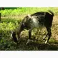 Продам пятимесячных нубийских козликов - фото № 1