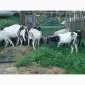 Продам пятимесячных нубийских козликов - фото № 6