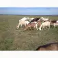 Продам нубійських річних козочок - фото № 1