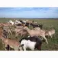 Продам нубійських річних козочок - фото № 2