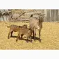 Продам красивих короткоухих козликів 75% нубійської крові - фото № 2