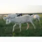 Продам дойную полукровную нубозааненскую козу покрытую 100% нубийским козлом - фото № 1