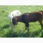 Продам дойную полукровную нубозааненскую козу покрытую 100% нубийским козлом - фото № 2