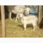Продам козликов 75% нубийской крови - фото № 1
