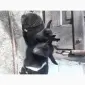 Продам козочек дойных коз и козликов породистых - фото № 1