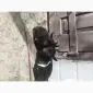 Продам козочек дойных коз и козликов породистых - фото № 2