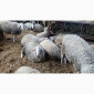 Продам плем молодняк овец - фото № 14