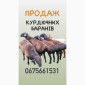 Продам ягня, кітні вівці, барани курдючної породи - фото № 1
