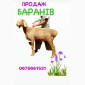 Продам ягнят (барани) курдючної породи - фото № 1