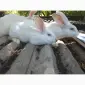 Продаю Панони - фото № 1
