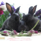Продам кроликов породы Полтавское Серебро - фото № 1