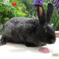 Продам кроликов породы Полтавское Серебро - фото № 2