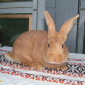 Продам чистокровных кроликов мясной породы Бургундец - фото № 3