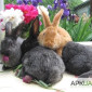 Продаю кроликов породы серебристый - фото № 1